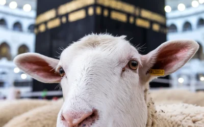 Q&A on Korban, Aqiqah and Hajj